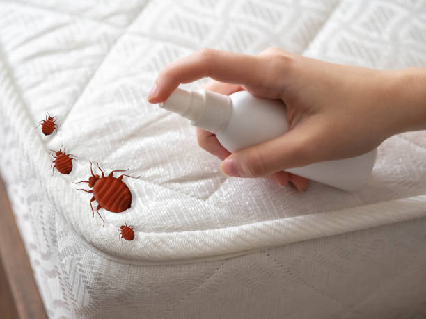 Best Wasp Removal Services  in Bloomington, IL