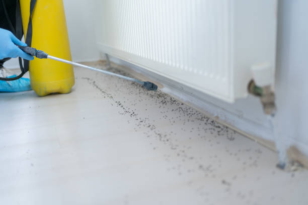 Best Flea Control Services  in Bloomington, IL
