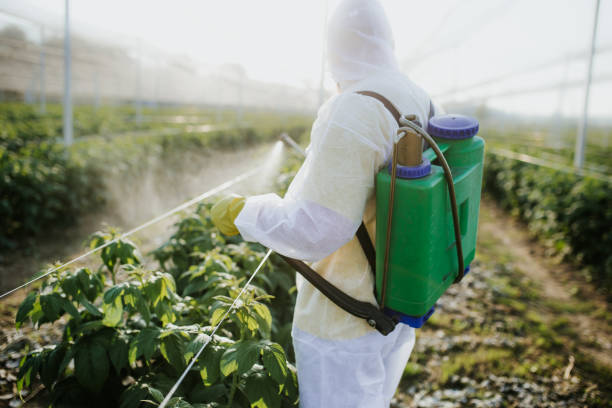 Best Termite Control Services  in Bloomington, IL
